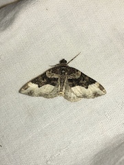 Euphyia intermediata