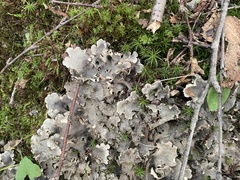 Peltigera canina