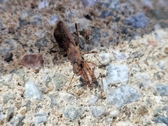 Acholla multispinosa