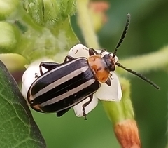 Disonycha glabrata