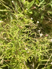 Epilobium coloratum