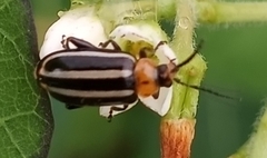 Disonycha glabrata