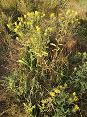 Grindelia integrifolia