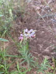Oenothera