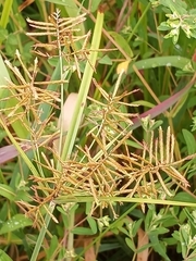Cyperus esculentus leptostachyus