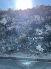 Dudleya pulverulenta