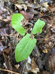 Endodeca serpentaria