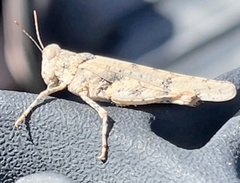 Cibolacris parviceps