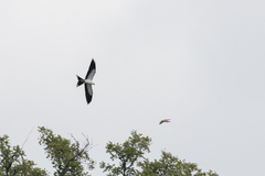 Elanoides forficatus