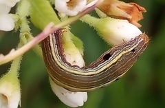 Spodoptera ornithogalli