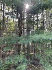 Pinus strobus