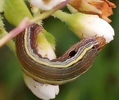 Spodoptera ornithogalli