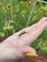 Anolis carolinensis