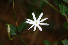 Jasminum nervosum