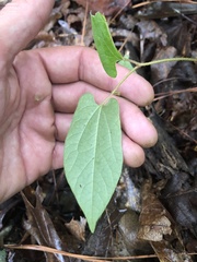 Endodeca serpentaria