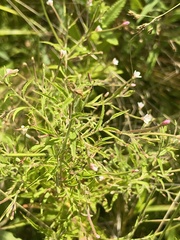 Epilobium coloratum