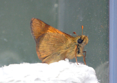 Ochlodes agricola