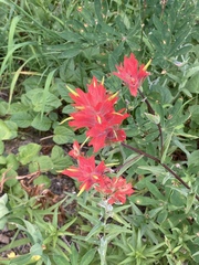 Castilleja miniata