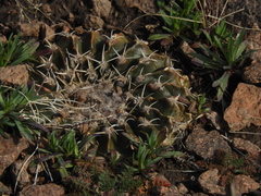 Parodia erinaceus