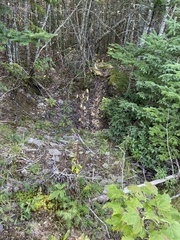 Nabalus trifoliolatus