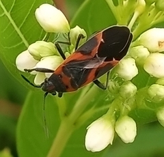 Lygaeus kalmii
