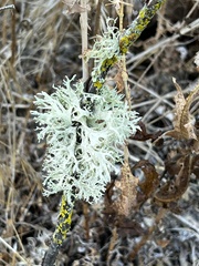 Evernia