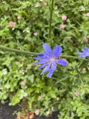 Cichorium intybus