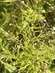 Epilobium coloratum