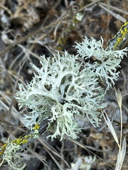 Evernia
