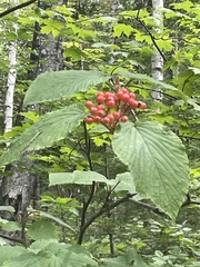 Viburnum lantanoides