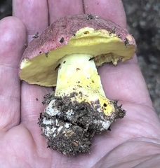 Butyriboletus regius