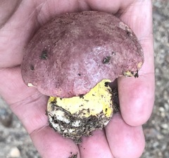 Butyriboletus regius