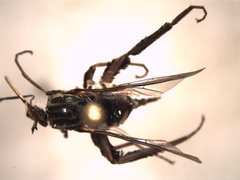 Orthorrhapha