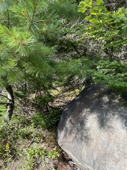 Pinus strobus