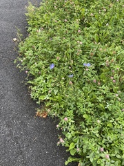 Cichorium intybus
