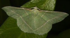 Dichorda illustraria
