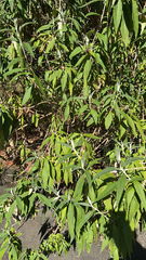 Buddleja salviifolia
