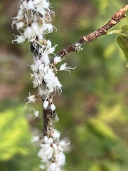 Grylloprociphilus imbricator