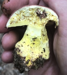 Butyriboletus regius