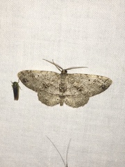 Melanolophia canadaria