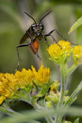 Sphecidae