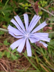 Cichorium intybus