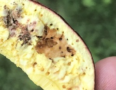 Butyriboletus regius