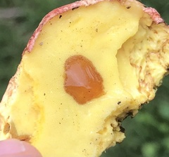 Butyriboletus regius