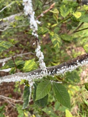 Grylloprociphilus imbricator