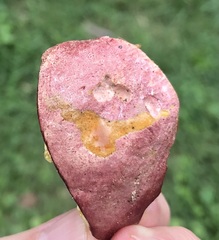 Butyriboletus regius