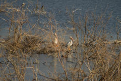 Pelecanus erythrorhynchos