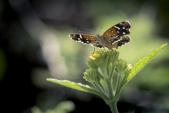Anthanassa texana texana
