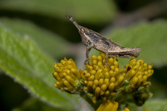 Sphenarium