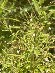 Epilobium coloratum